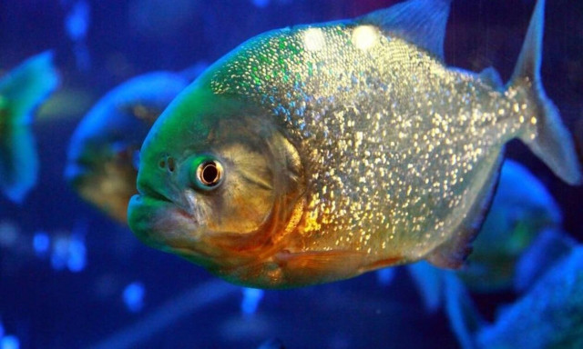 Βραζιλία: Πιράνχας κατασπάραξαν άνδρα - Έπεσε στη λίμνη για να γλυτώσει από μέλισσες!