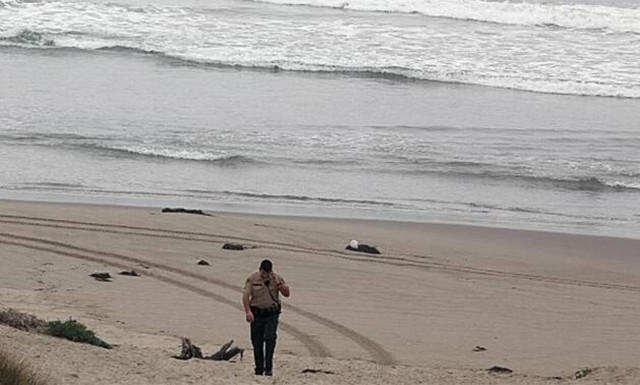 Αυστραλία: Κολυμβητής δέχθηκε επίθεση από καρχαρίες