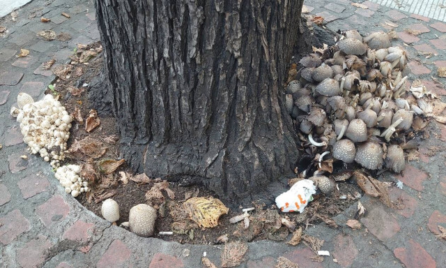 Θεσσαλονίκη: Φύτρωσαν μανιτάρια στο κέντρο της πόλης (pics)