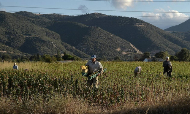 ΥπΑΑΤ: Ανακοινώθηκε οικονομική ενίσχυση στους καπνοπαραγωγούς