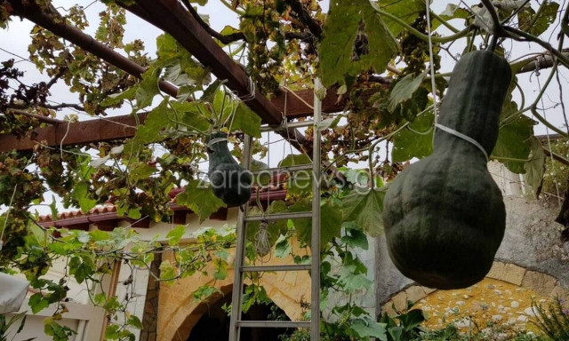 Κρήτη: Γιγάντιες κολοκύθες φύτρωσαν σε αυλή Χανιώτη (pics)