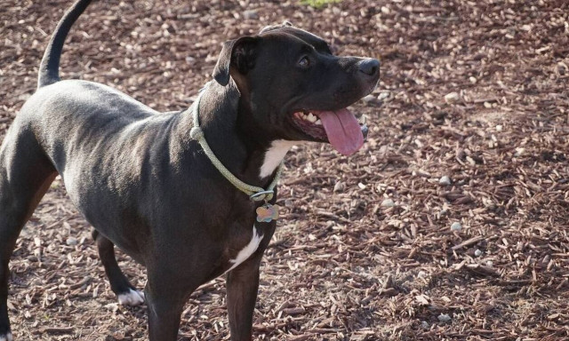 Τραγικός θάνατος για 10χρονο στη Βρετανία: Τον κατασπάραξε πίτμπουλ την ώρα που έπαιζε