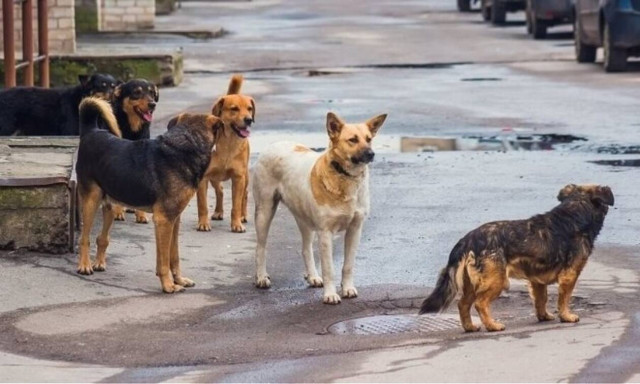 Ρέθυμνο: Παιδιά πετούν πέτρες σε αδέσποτα!