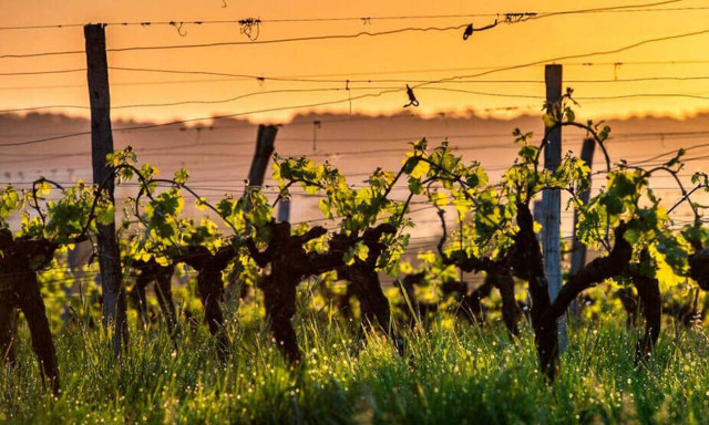 Το κρασί και η γεύση του απειλούνται και υπάρχει σοβαρός λόγος