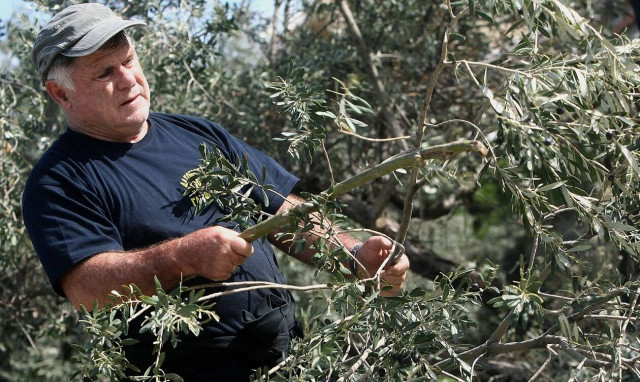 Χαλκιδική: Τη στήριξη του υπουργείου Αγροτικής Ανάπτυξης ζητούν οι παραγωγοί βρώσιμης πράσινης ελιά