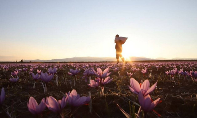 Κρόκος Κοζάνης, το χρυσάφι της ελληνικής γης (pics)