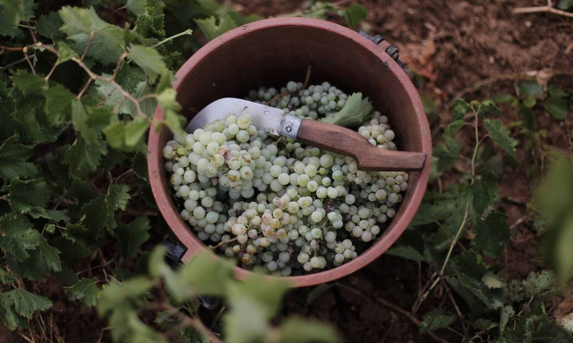 ΚΕΟΣΟΕ: Σε 2.670.260 χιλιόλιτρα τα αποθέματα οίνων και γλευκών - Τρίτο υψηλότερο ιστορικό ρεκόρ