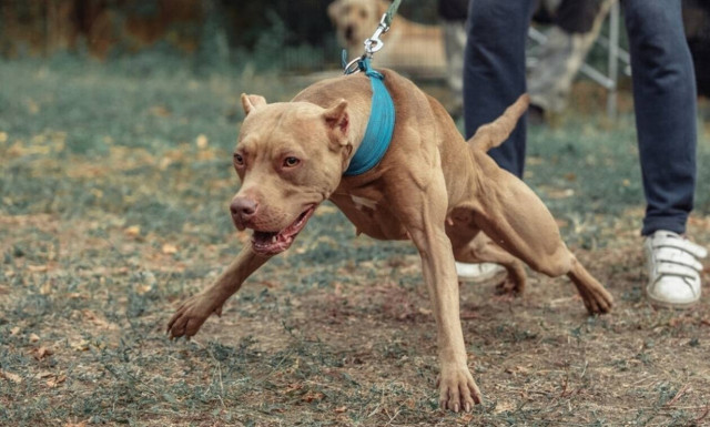 Επίθεση πίτμπουλ σε αστυνομικούς - Εξαφανισμένοι οι...  ευαίσθητοι φιλόζωοι
