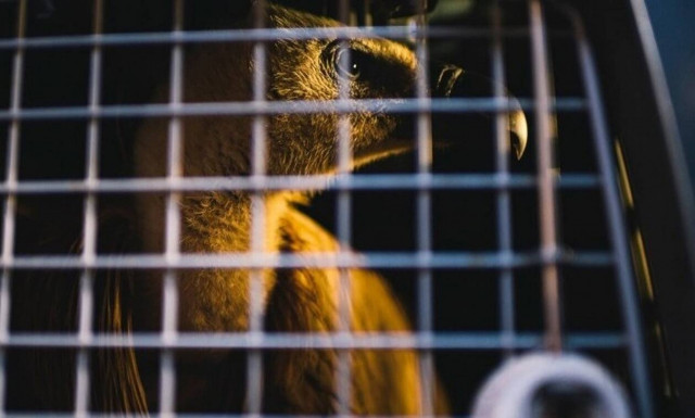 Η Κύπρος υποδέχθηκε γύπες από την Ισπανία
