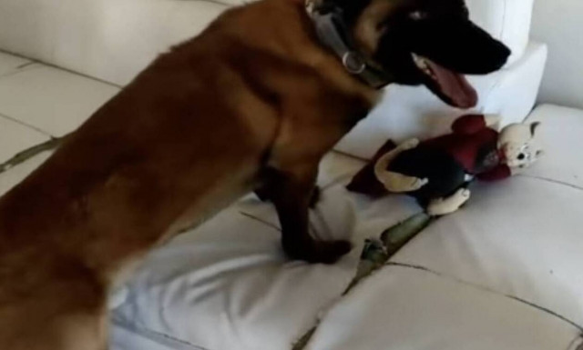 Θεσσαλονίκη: Χειροπέδες σε μητέρα και γιο για διακίνηση ναρκωτικών - Τις ουσίες εντόπισε ο Booker