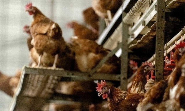 Aυξημένος ο κίνδυνος επανεμφάνισης της γρίπης των πτηνών στην Ελλάδα