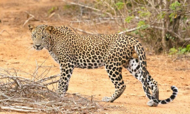 Ινδία: Λεοπάρδαλη αρπαξε αγοράκι - Το έσωσε η μητέρα του μέσα από τα σαγόνια του ζώου!