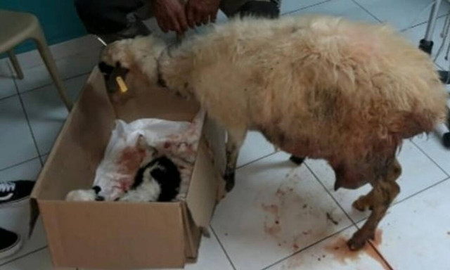 Πρόβατο στην Κρήτη γεννάει με καισαρική – Συγκινεί η πρώτη του κίνηση!