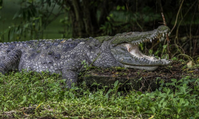 Ζάμπια: Η «μάχη» μίας 18χρονης Αγγλίδας με έναν κροκόδειλο - Τι σκεφτόταν την ώρα της επίθεσης