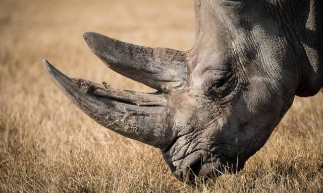 Βιετνάμ: Ποινή ρεκόρ επιβλήθηκε σε λαθρέμπορο κεράτων ρινόκερου