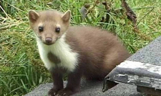 Εύβοια: Κουνάβι προκάλεσε... black out σε χωριά