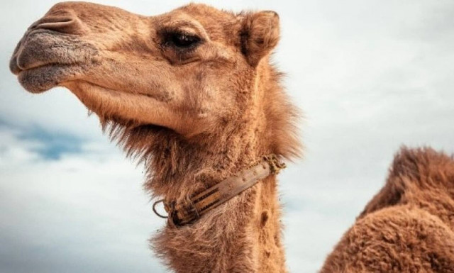 Καμήλες αποκλείστηκαν από διαγωνισμό ομορφιάς επειδή είχαν υποβληθεί σε… μπότοξ