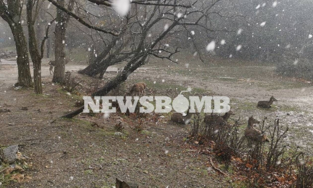 Κακοκαιρία: Η Πάρνηθα «φόρεσε» τα λευκά της (pics)