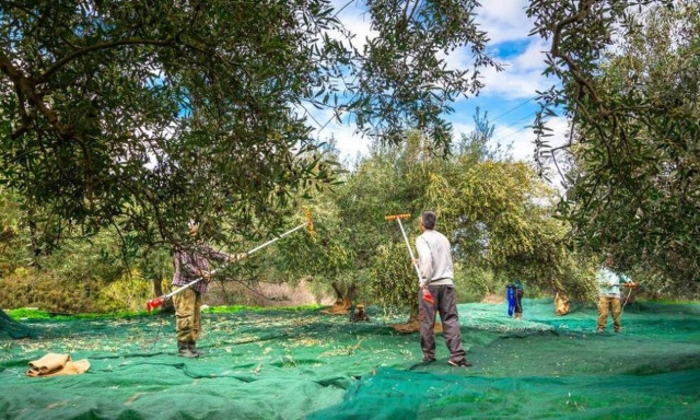 Κρήτη: Τους έβαλε σπίτι του για το λιομάζωμα και του έκλεψαν 6.500 ευρώ