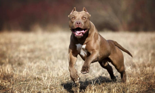 ΗΠΑ: Πίτμπουλ ακρωτηρίασε το χέρι παιδιού - Έμεινε στα κάγκελα το άκρο του αγοριού