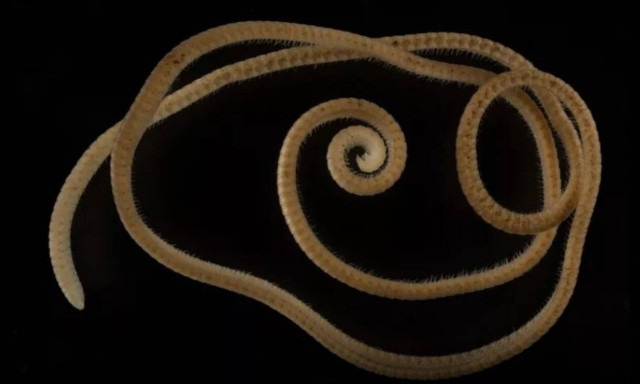 Επιστήμονες ανακάλυψαν νέο είδος σαρανταποδαρούσας με... 1.300 πόδια