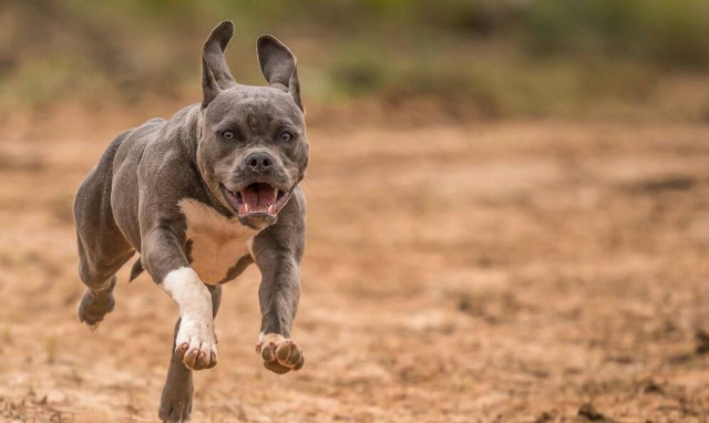 ΗΠΑ: Πίτμπουλ ξερίζωσε τα χέρια 35χρονης που προσπάθησε να σώσει τον γιο της - Νεκρή η γυναίκα