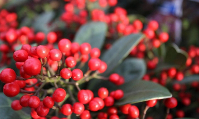 Γκι από την «καρδιά» του Ολύμπου στα σπίτια μας... Αρκουδοπούναρο για γούρι και καλοτυχία