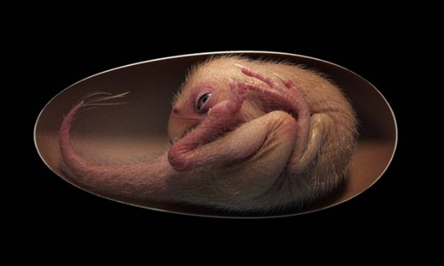 Κίνα: Ανακαλύφθηκε έμβρυο δεινοσαύρου μέσα σε αυγό 66 εκατομμυρίων ετών