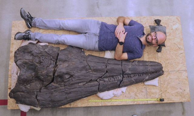 Ιχθυόσαυρος: Το πρώτο γιγάντιο ζώο της γης ηταν μία... θαλάσσια σαύρα με κεφάλι σε μέγεθος πιάνου