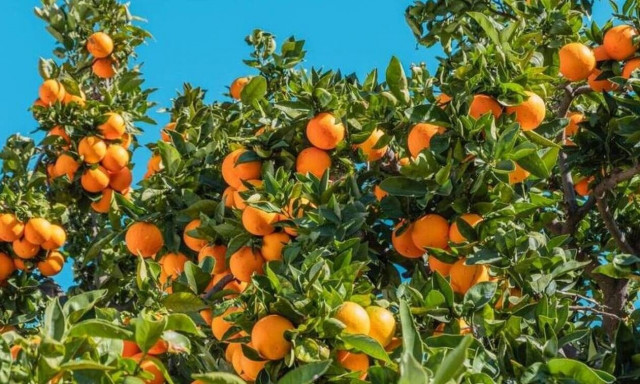 Τελικά, πόσο αγνοί και φυσικοί είναι οι χυμοί που απολαμβάνουμε καθημερινά;