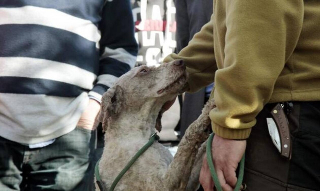 Κύπρος: Του έκανε παρατήρηση για το σκύλο του, τον έσπρωξε και έπεσε από ύψος