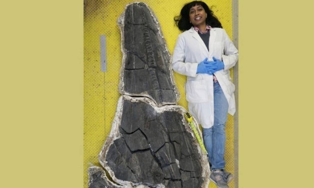 Οι θαλάσσιοι δράκοι υπήρχαν! Βρέθηκε ιχθυόσαυρος με κρανίο μεγαλύτερο του Τυραννόσαυρου