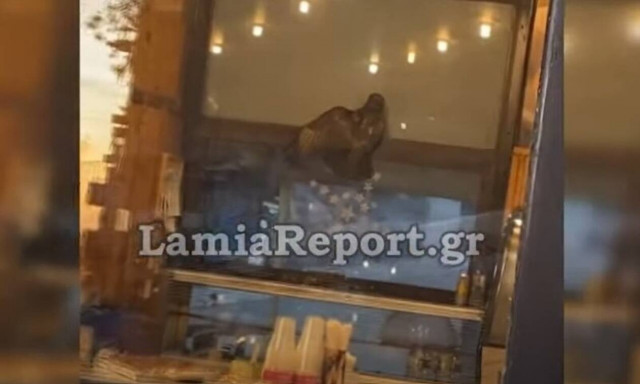 Λαμία: Σάστισαν με τον... απρόσκλητο επισκέπτη σε κατάστημα (vid)