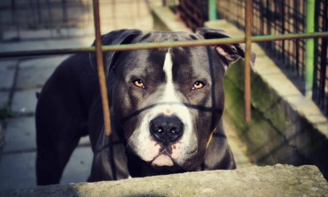 Πάτρα: Πιτμπουλ επιτέθηκε σε ζευγάρι και δάγκωσε το σκυλί τους