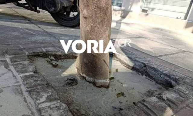 Θεσσαλονίκη: Άγνωστοι έριξαν τσιμέντο στις ρίζες δέντρων στο κέντρο της πόλης