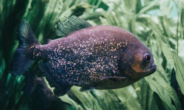 Μακελειό σε ποτάμι της Παραγουάης - Τέσσερις νεκροί από επίθεση πιράνχας (pics)