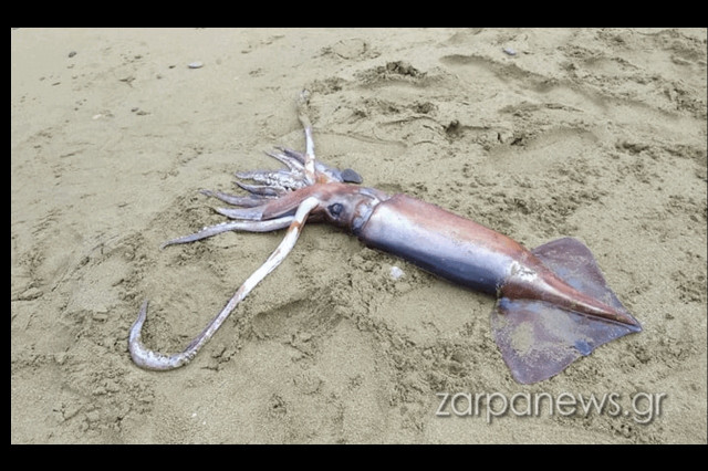 Θράψαλο «γίγας» ξεβράστηκε σε παραλία της Κρήτης (pics)