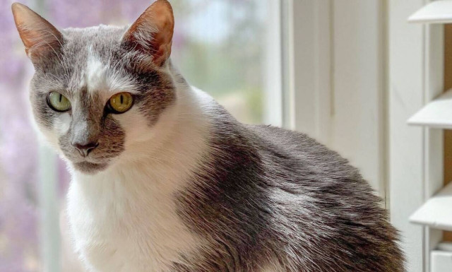 Ιωάννινα: Εντοπίστηκε νεκρός γάτος στο αεροδρόμιο στον ιμάντα των αποσκευών!