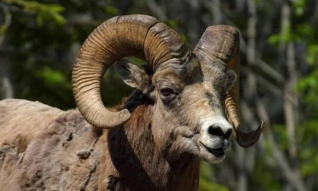 Τραγωδία στη Μεσσηνία: Κριάρι σκότωσε 64χρονη γυναίκα