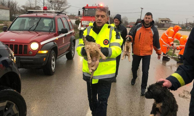 Καιρός: Πώς ο Κώστας Αγοραστός έσωσε κουταβάκια που πνιγόντουσαν στη δοκιμαζόμενη Θεσσαλία