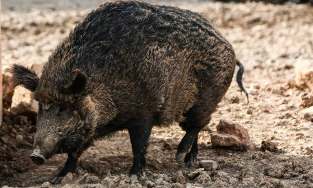 Αφρικανική πανώλη των χοίρων: Συναγερμός στα σύνορα για την ραγδαία αύξηση κρουσμάτων