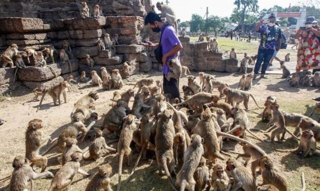 Ταϊλάνδη: Τρόμος σε πόλη - Μαϊμούδες σε εμφύλιο έχουν προκαλέσει... χάος!