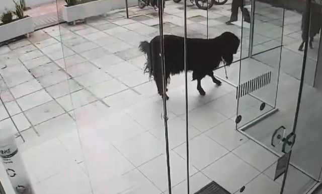 Τράγος το έσκασε κι έκανε βόλτες στο κέντρο του Ρεθύμνου! (video)