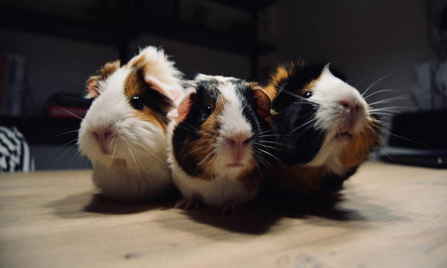 Χονγκ Κονγκ: 11 χάμστερ κόλλησαν κορονοϊό - Θα θανατώσουν σχεδόν 2.000