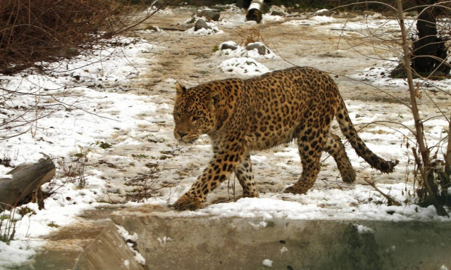 Ινδία: Λεοπάρδαλη κατασπάραξε δύο παιδιά - Τεράστια επιχείρηση για τον εντοπισμό του άγριου ζώου