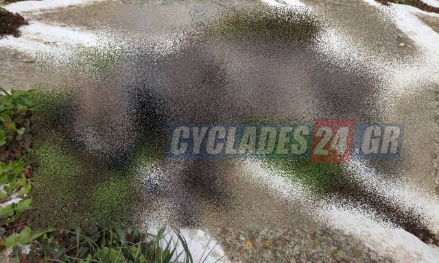 Κτηνωδία στη Σίκινο: Γέμισαν με φόλες το νησί - Δηλητηρίασαν 35 γάτες