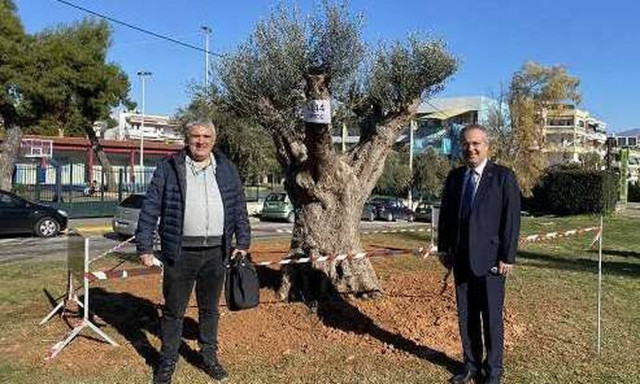 Μια ελιά 300 ετών ριζώνει στον εξωτερικό χώρο του Δημαρχείου Χολαργού (pics)