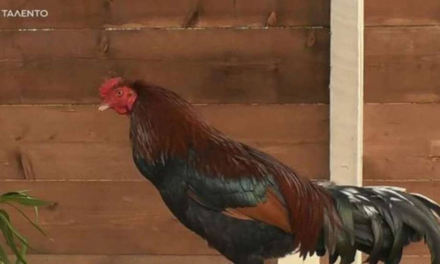 Φάρμα: Οι παίκτες πείνασαν και ήθελαν να σφάξουν τον κόκορα - «STOP» από Τανιμανίδη