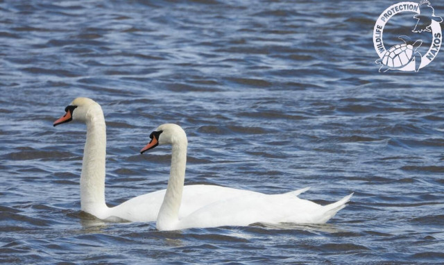 Νάξος: Μαγευτικές εικόνες από ζευγάρι κύκνων που βρήκαν καταφύγιο από τον χιονιά (pics)