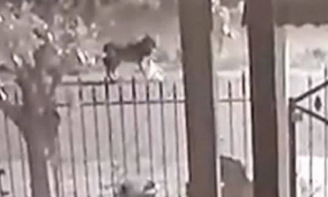 Νεοχώρι Ημαθίας: Λύκοι στις αυλές σπιτιών (vid)